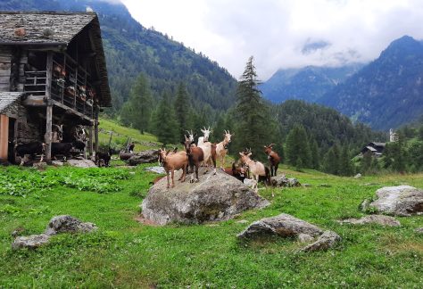 trekking in val sesia con pampa trek (6)