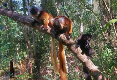 Lemuri su albero