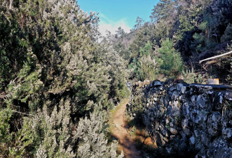 vegetazione ligure