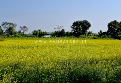 Paesaggio rurale con campo di fiori gialli