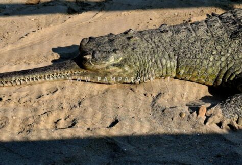 Coccodrillo adagiato sulla riva sabbiosa del fiume