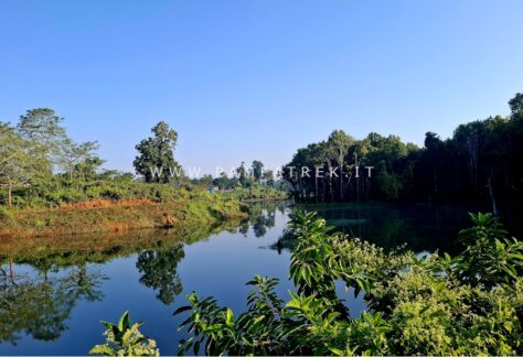 Fiume immerso nella vegetazione tropicale con alberi e riflessi sull'acqua