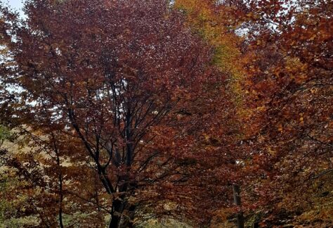 foliage oasi zegna trek (1)