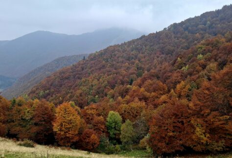 foliage oasi zegna trek (3)