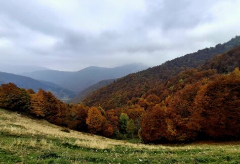 foliage oasi zegna trek (4)