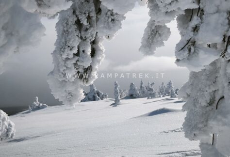 Alberi completamente ricoperti di neve nel paesaggio invernale di Salla