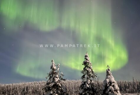 Aurora boreale sopra gli alberi innevati della Lapponia finlandese