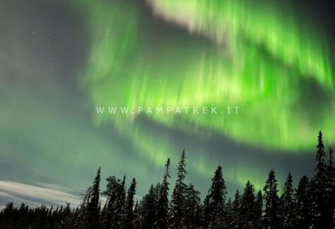 Aurora boreale sopra le foreste innevate di Salla in Finlandia
