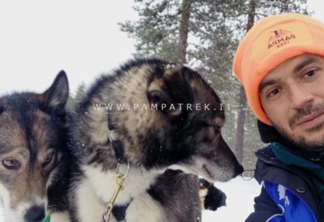 Cani da slitta durante un'escursione nella Lapponia finlandes