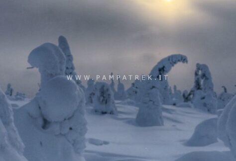 Paesaggio invernale con alberi ricoperti di neve nella Lapponia finlandese