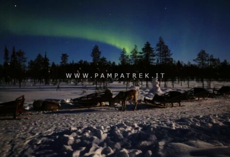 Renne sulla neve sotto l'aurora boreale a Salla
