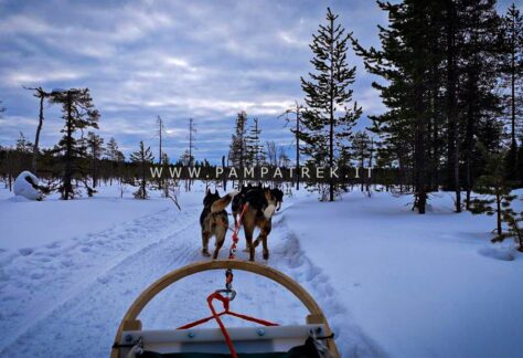 Escursione con la slitta trainata dai cani tra le foreste innevate di Salla